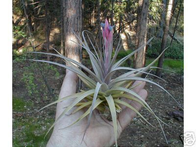 air plants Tillandsia * AERANTHOS PURPLE GIANT *  